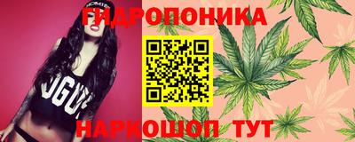 амф Кингисепп
