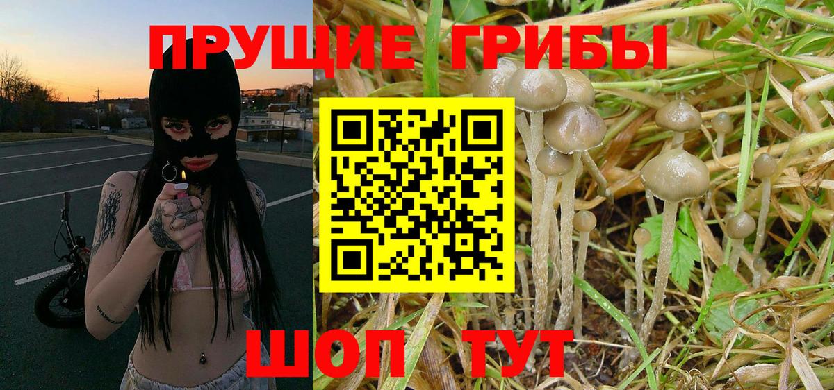 Псилоцибиновые грибы Psilocybine cubensis Миасс